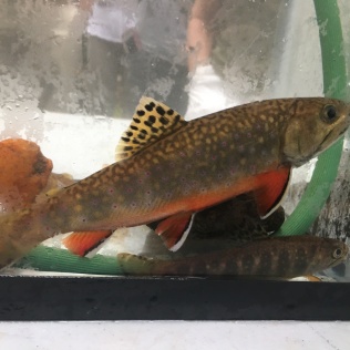 eastern brook trout